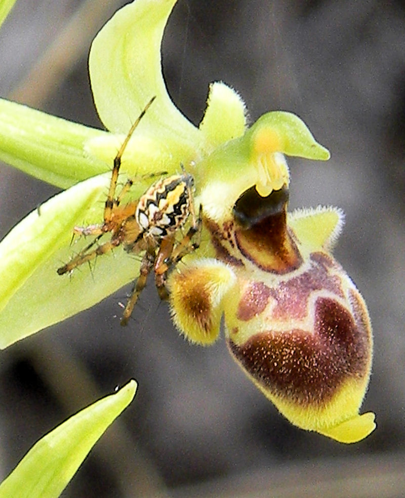 Orchidea di Conrad